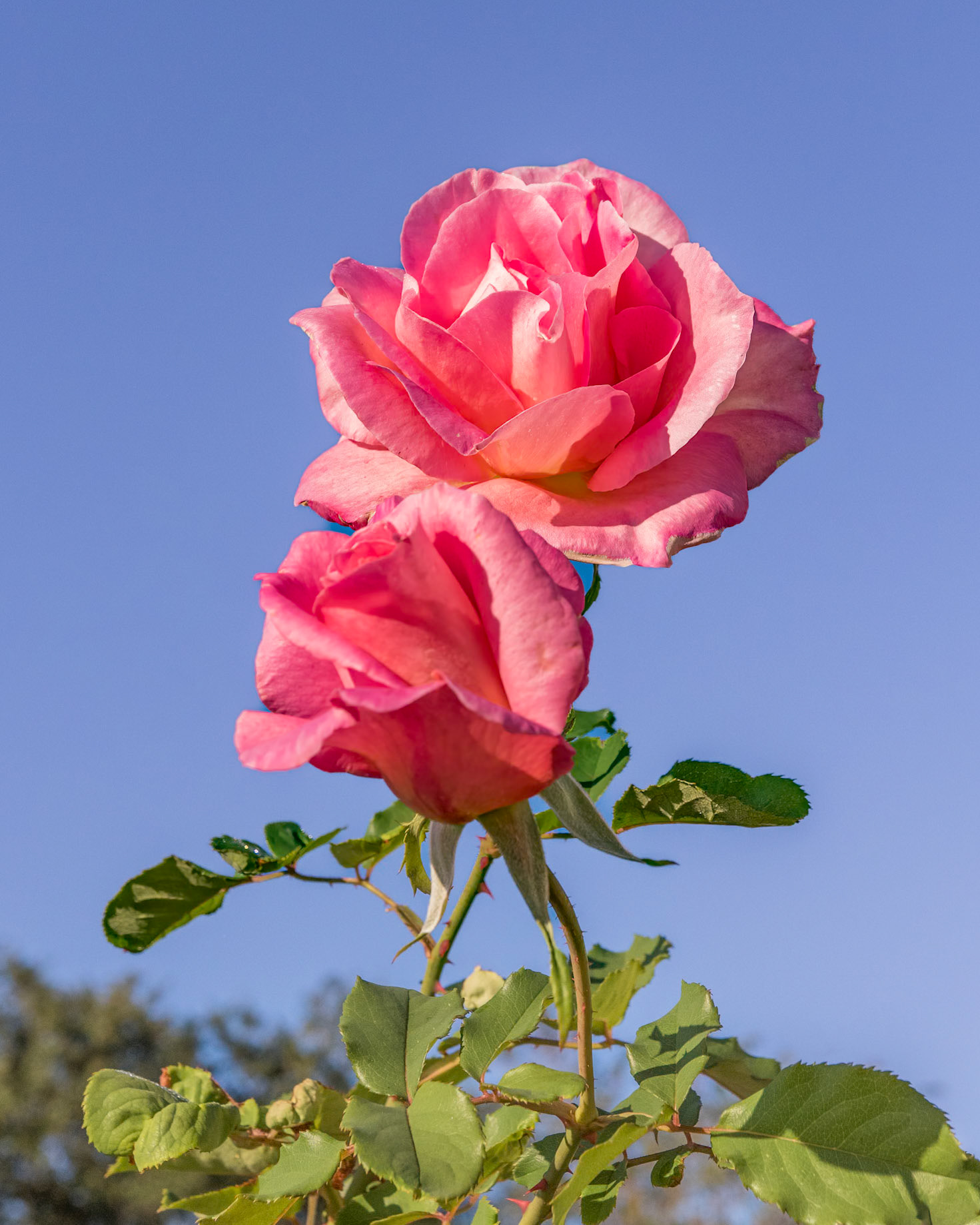Rose 15, Brunswick County Botanical Gardens