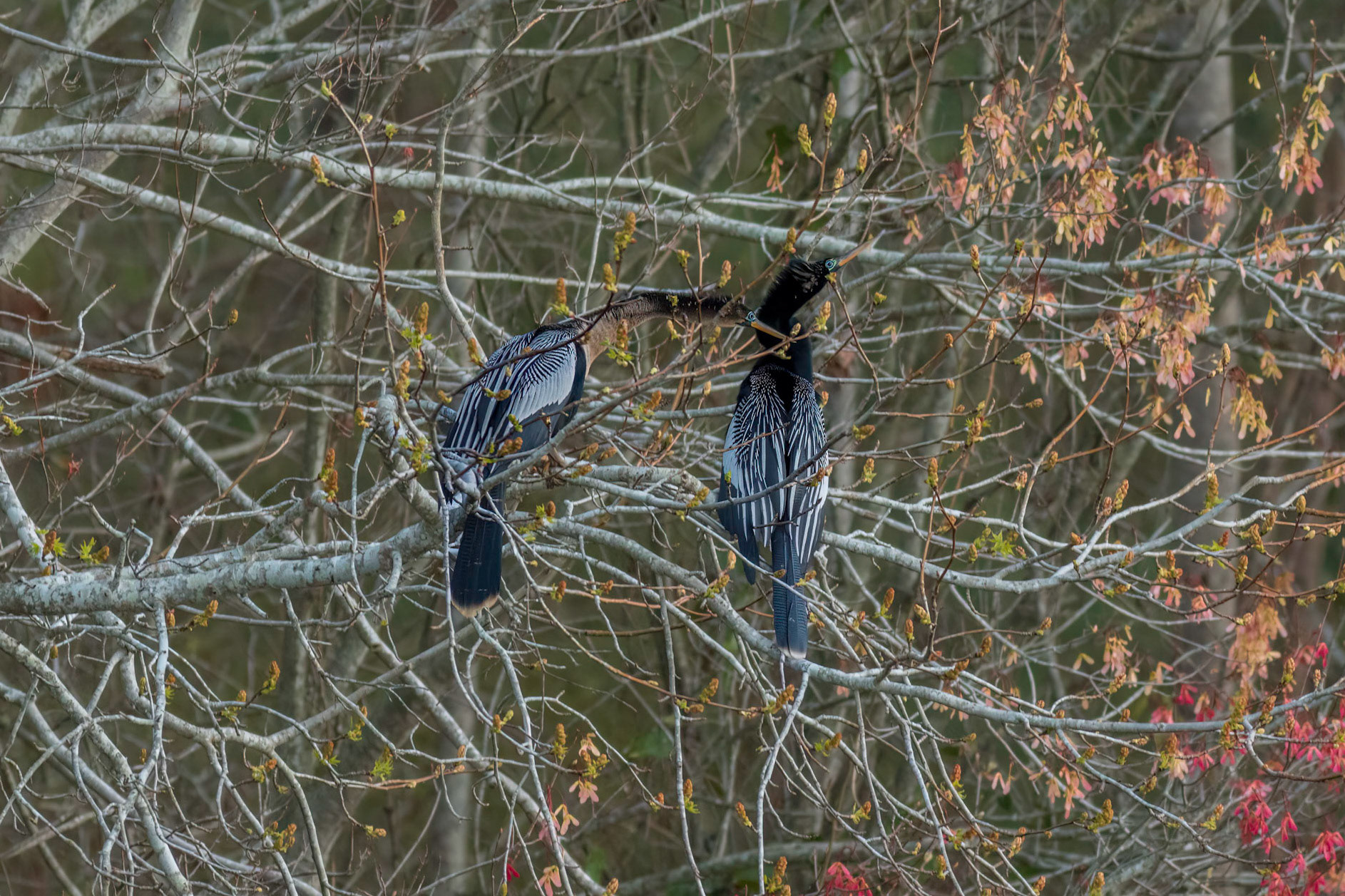 Anhinga 17, Sea Trail, Sunset Beach, NC