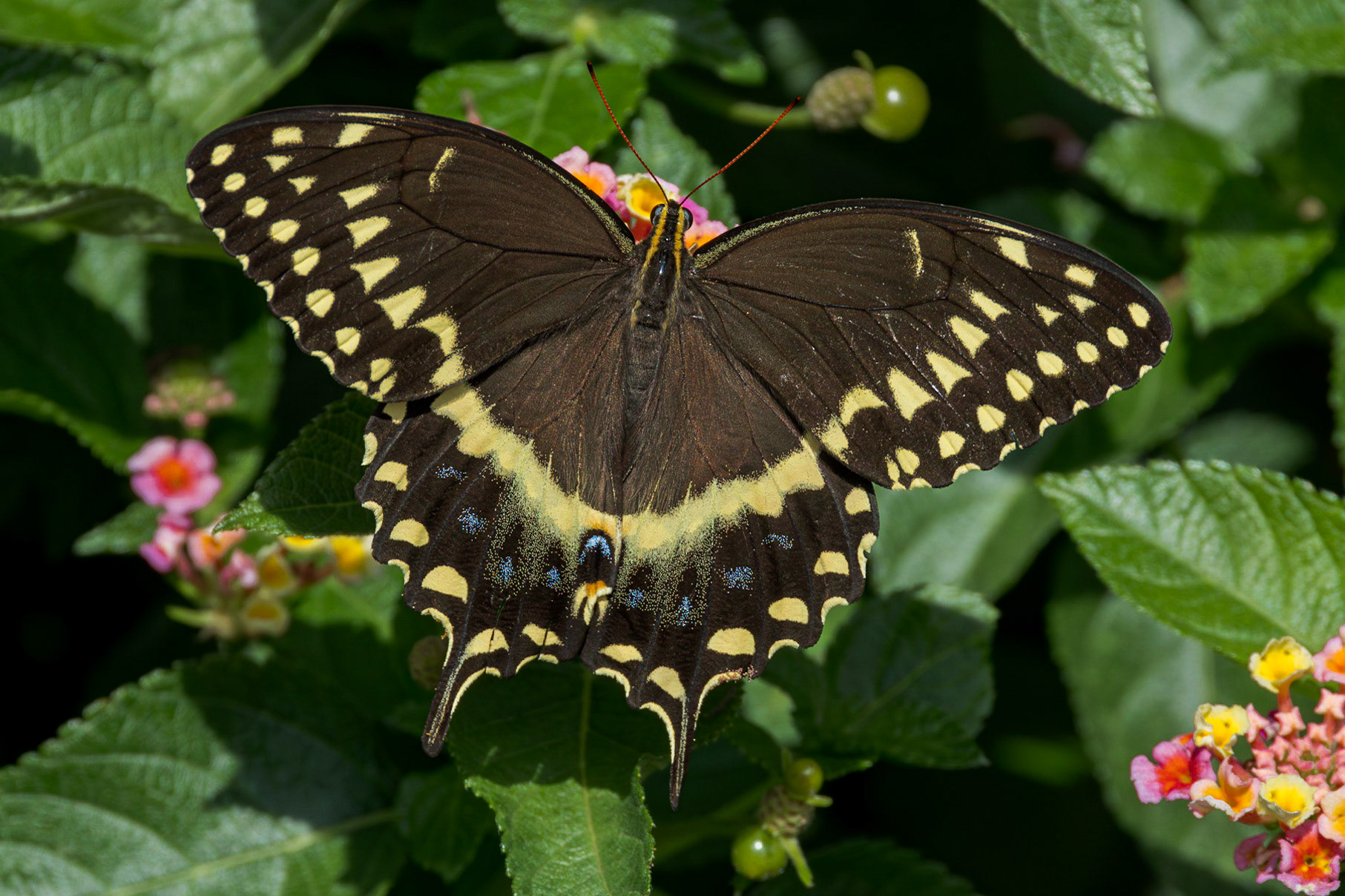 Palamedes swallowtail 15, Brunswick County Botanical Gardens