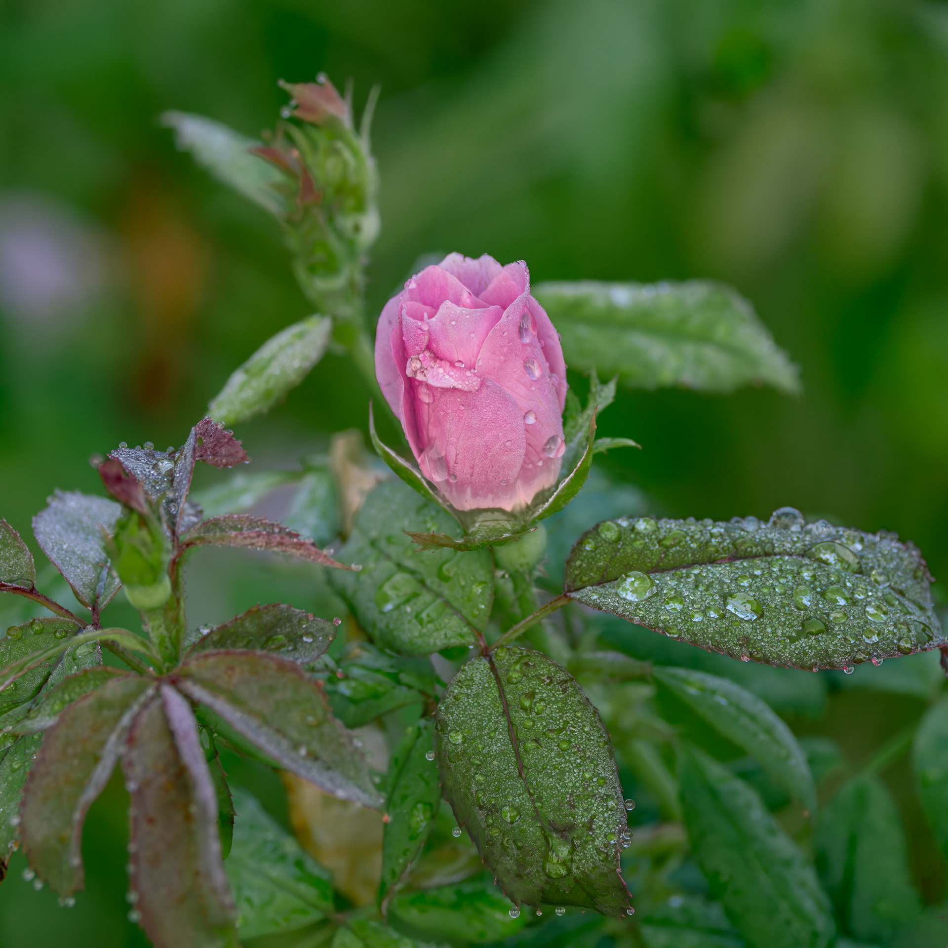 Rose 28, Brunswick County Botanical Gardens
