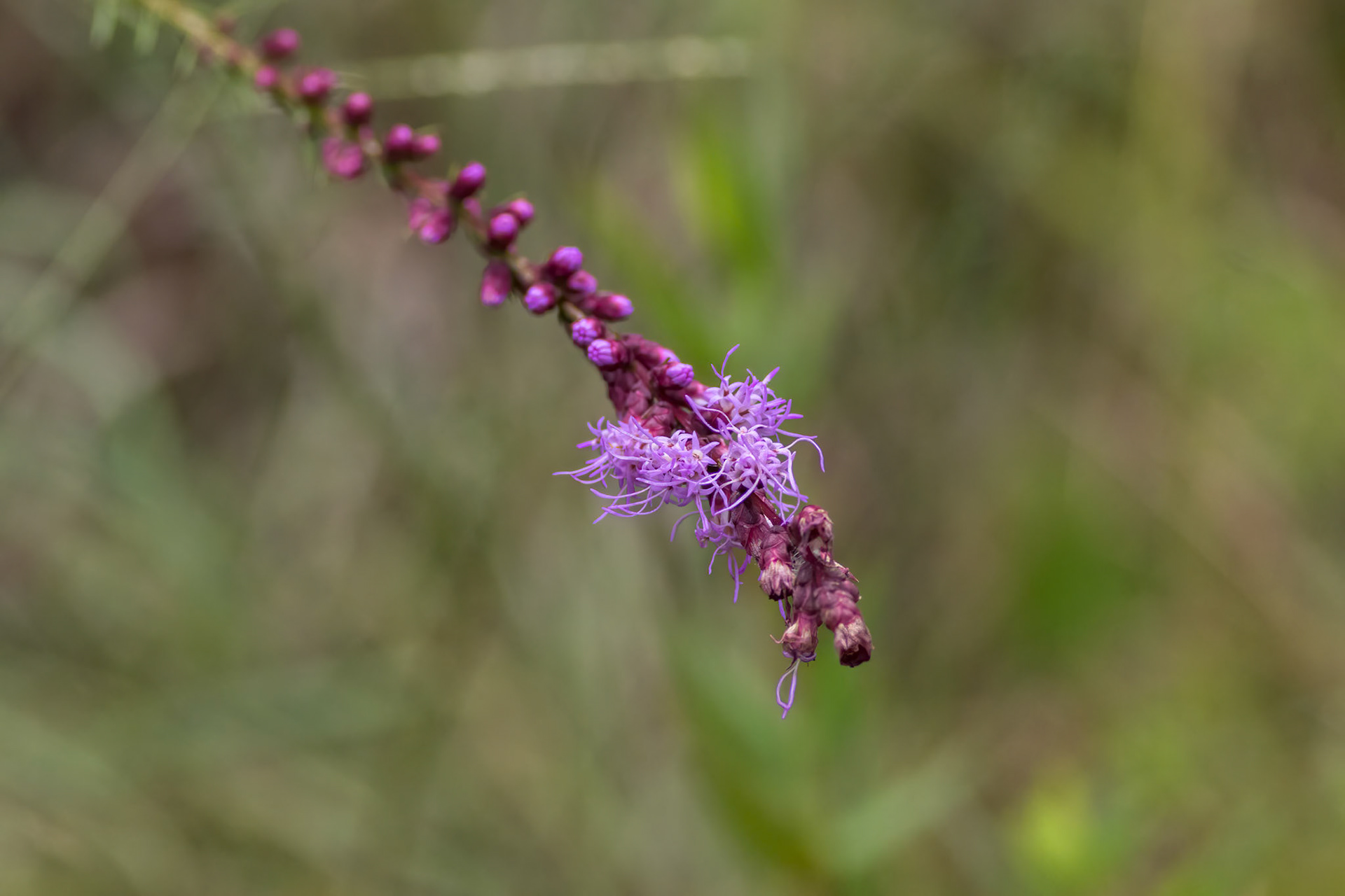 Dense blazing star 2, Green swamp area