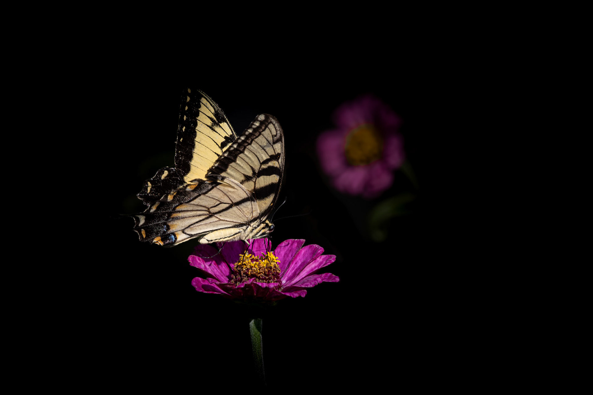 Eastern tiger swallowtail 3, Private home in Calabash, NC