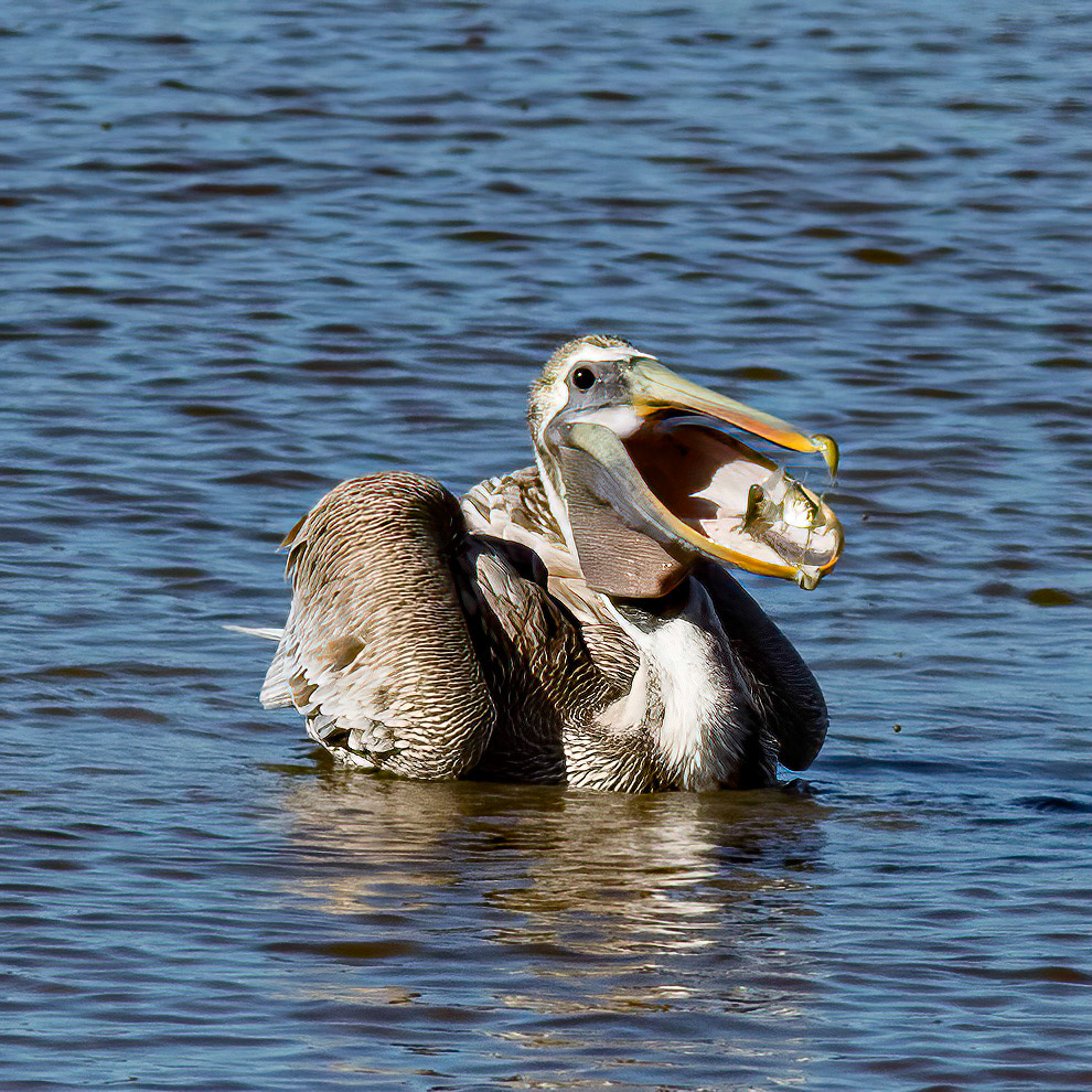 Pelican 44, OIB, Foot of Bridge