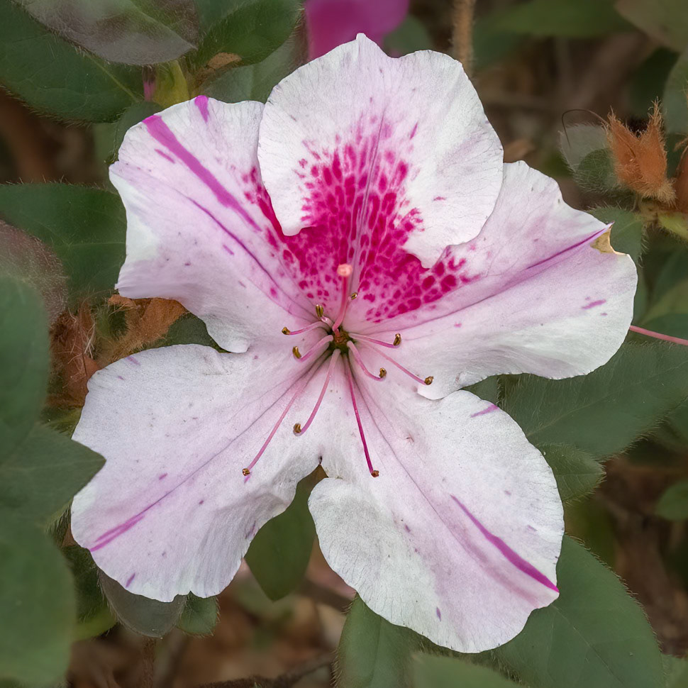 Azalea 1, Brunswick County Botanical Gardens