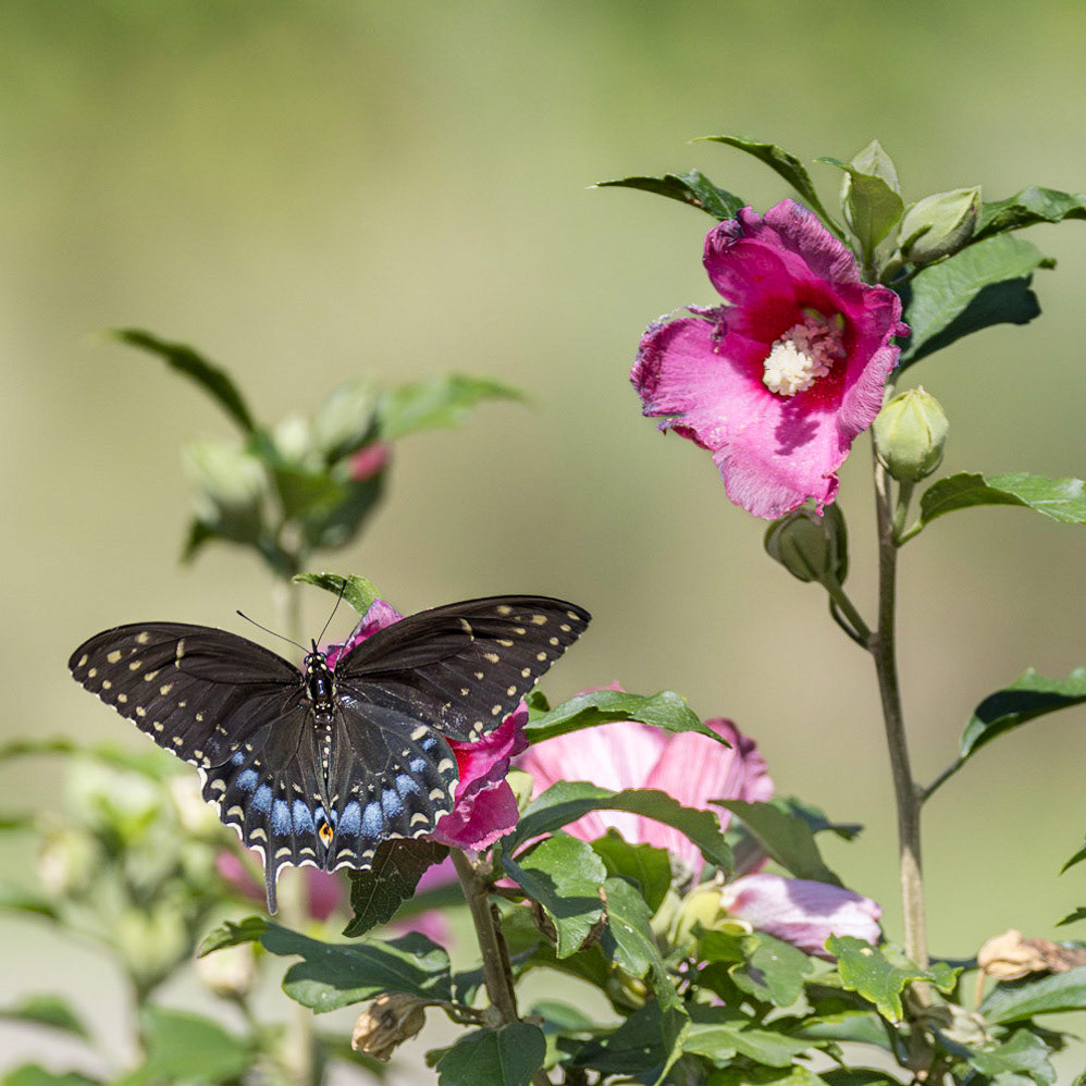 Female spicebush swallowtail 1, Brunswick County Botanical Gardens