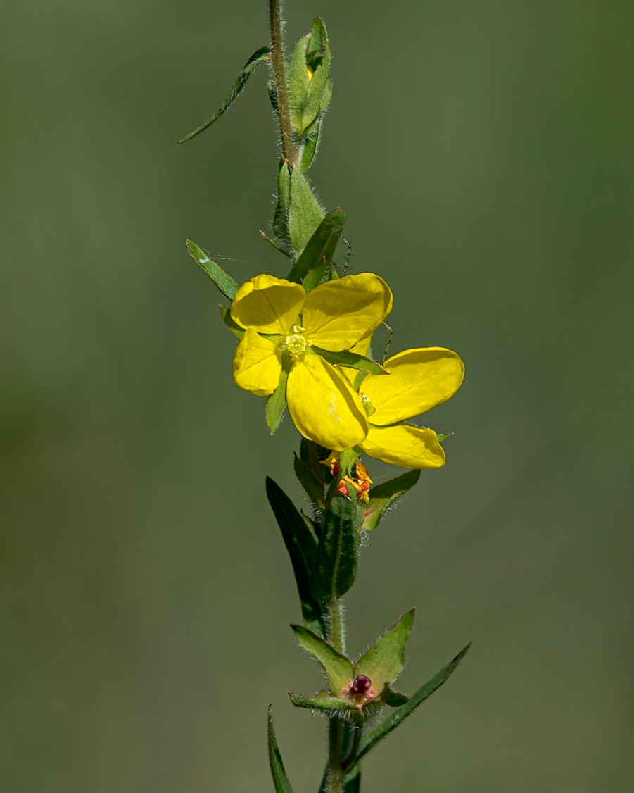 Yellow meadow- beauty 2, Green Swamp Preserve