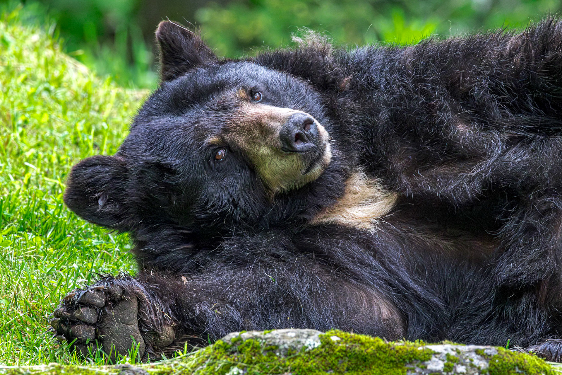 Black bear 1, Grandfather Mountain, NC
