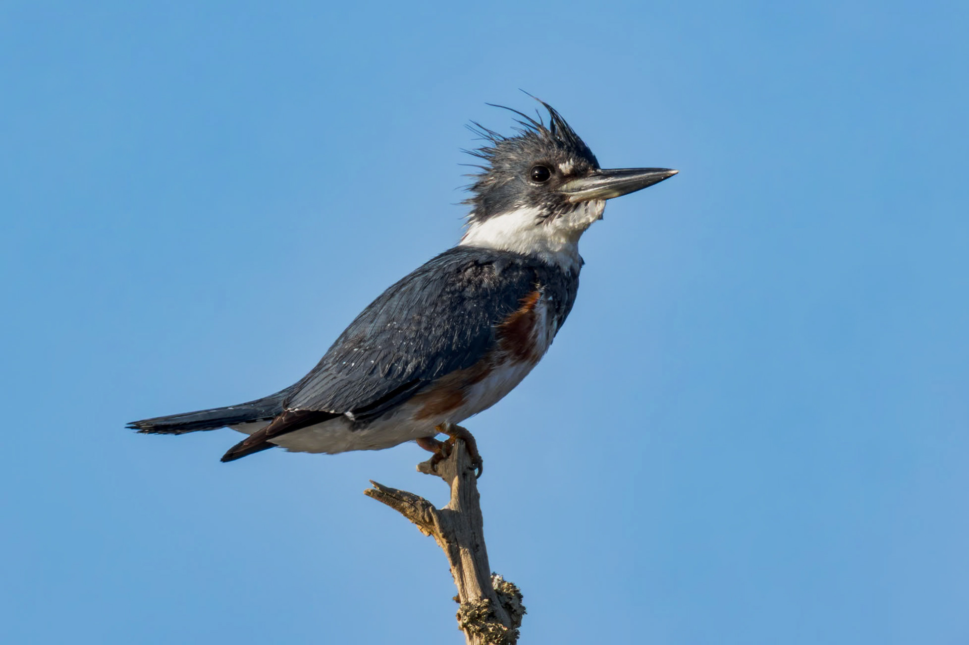 Kingfisher 1, Alligator River NWR