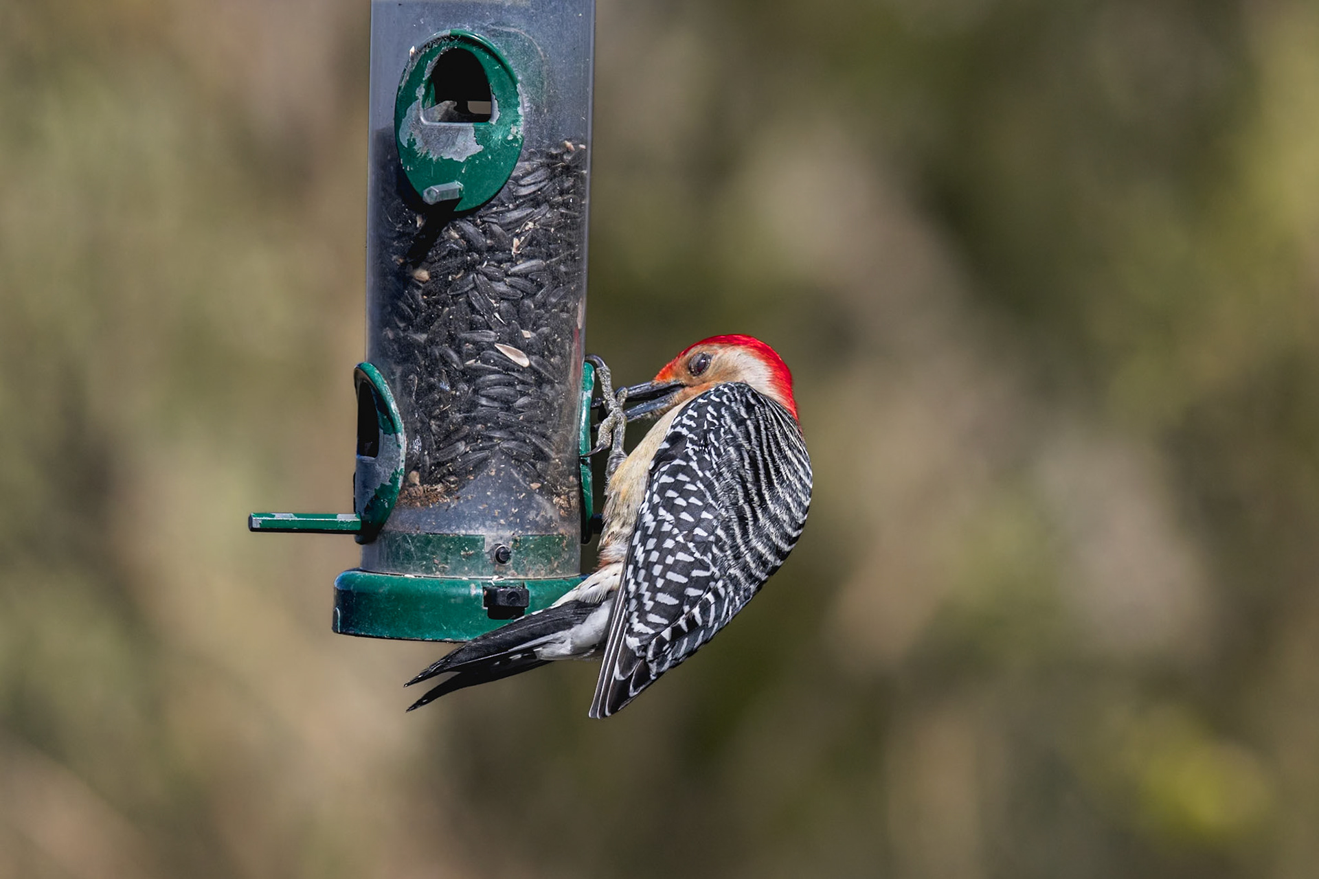 Red bellied woodpecker 10, Huntington Beach State Park, SC