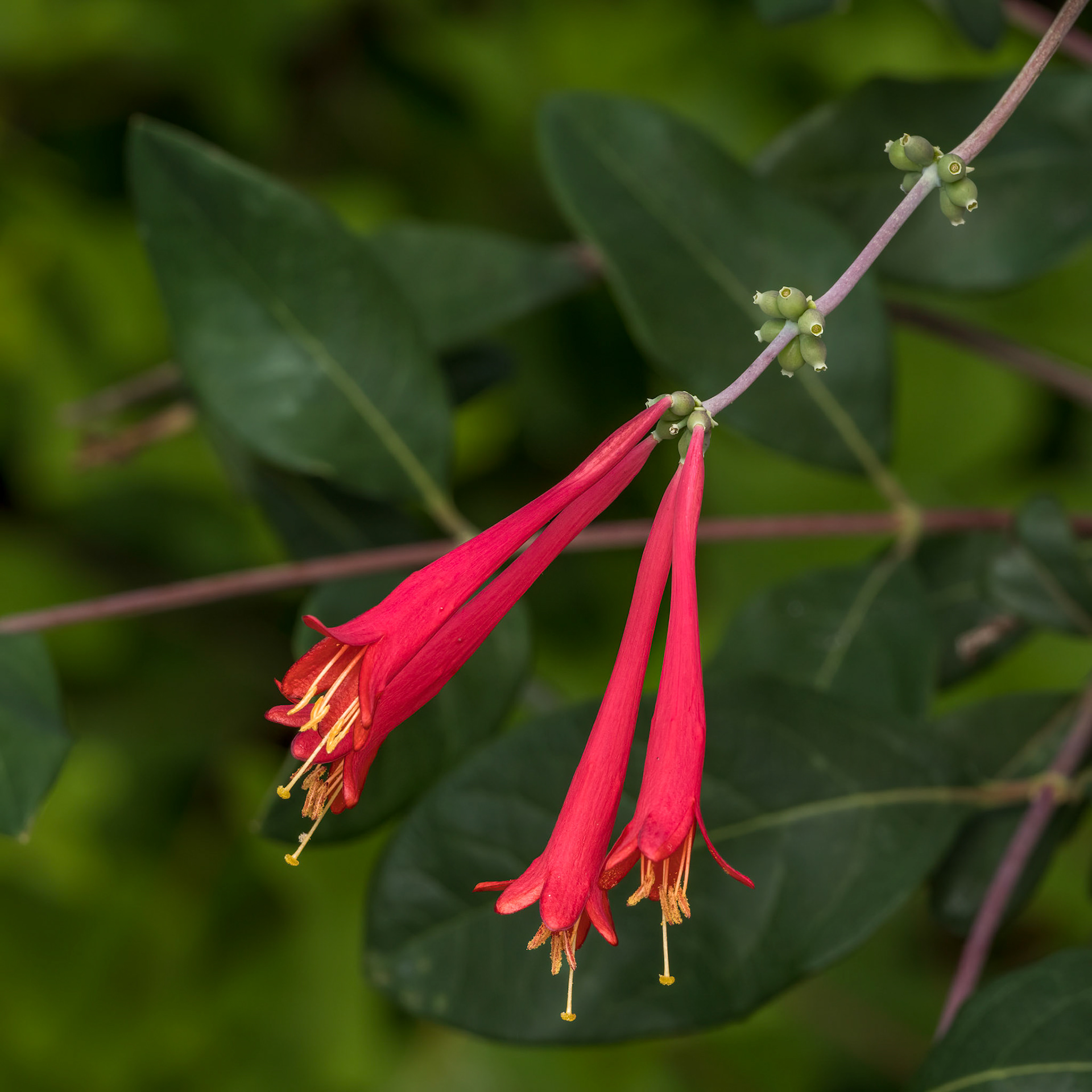 Coral Honeysuckle 1, Brunswick County Botanical Gardens