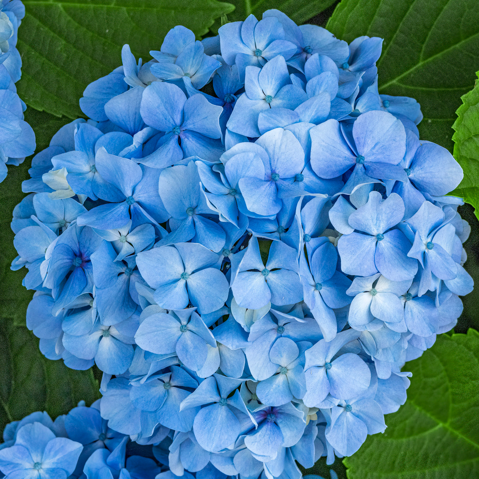 Hydrangea 1, OIB