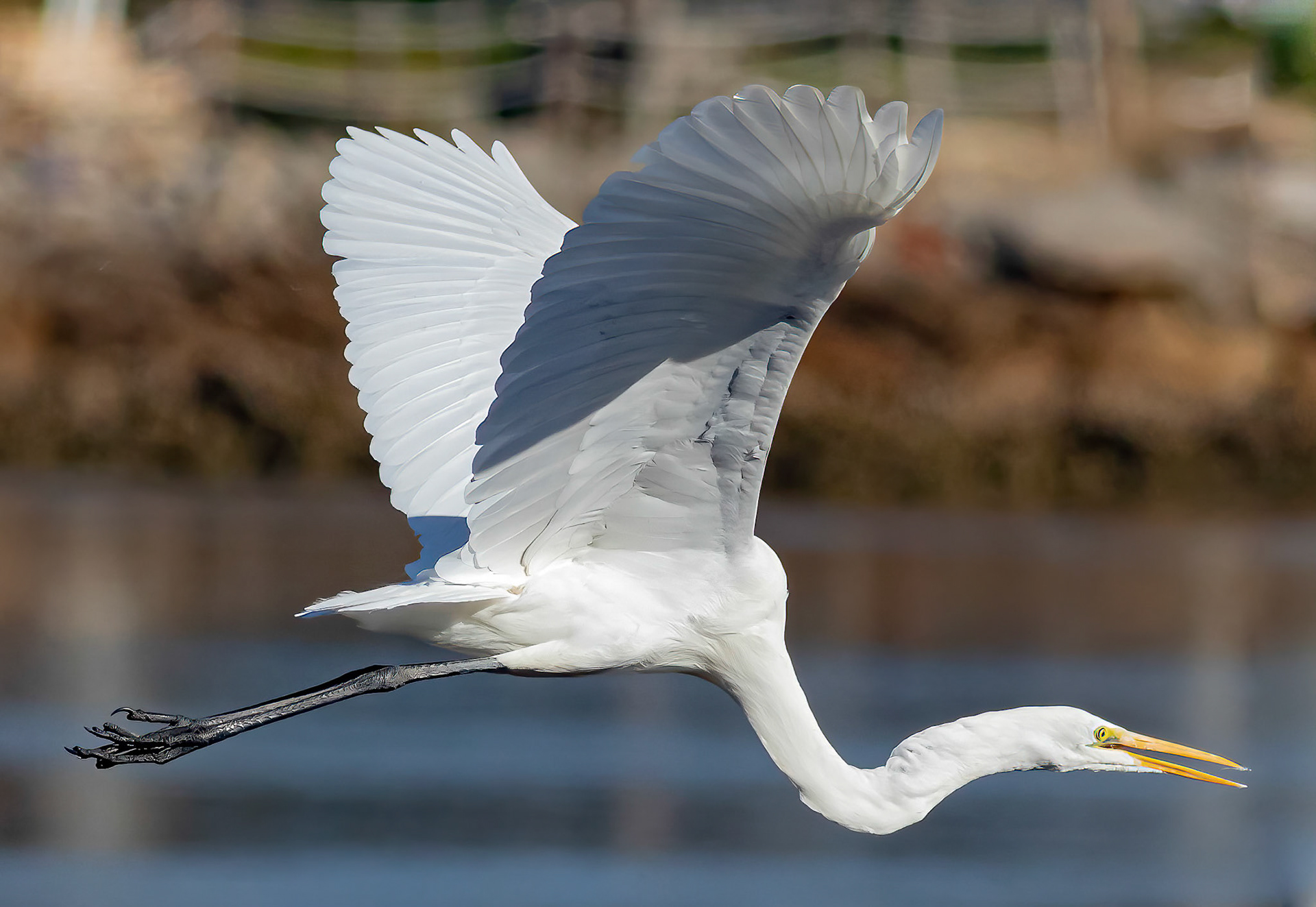 Great egret 30, OIB Ferry landing area