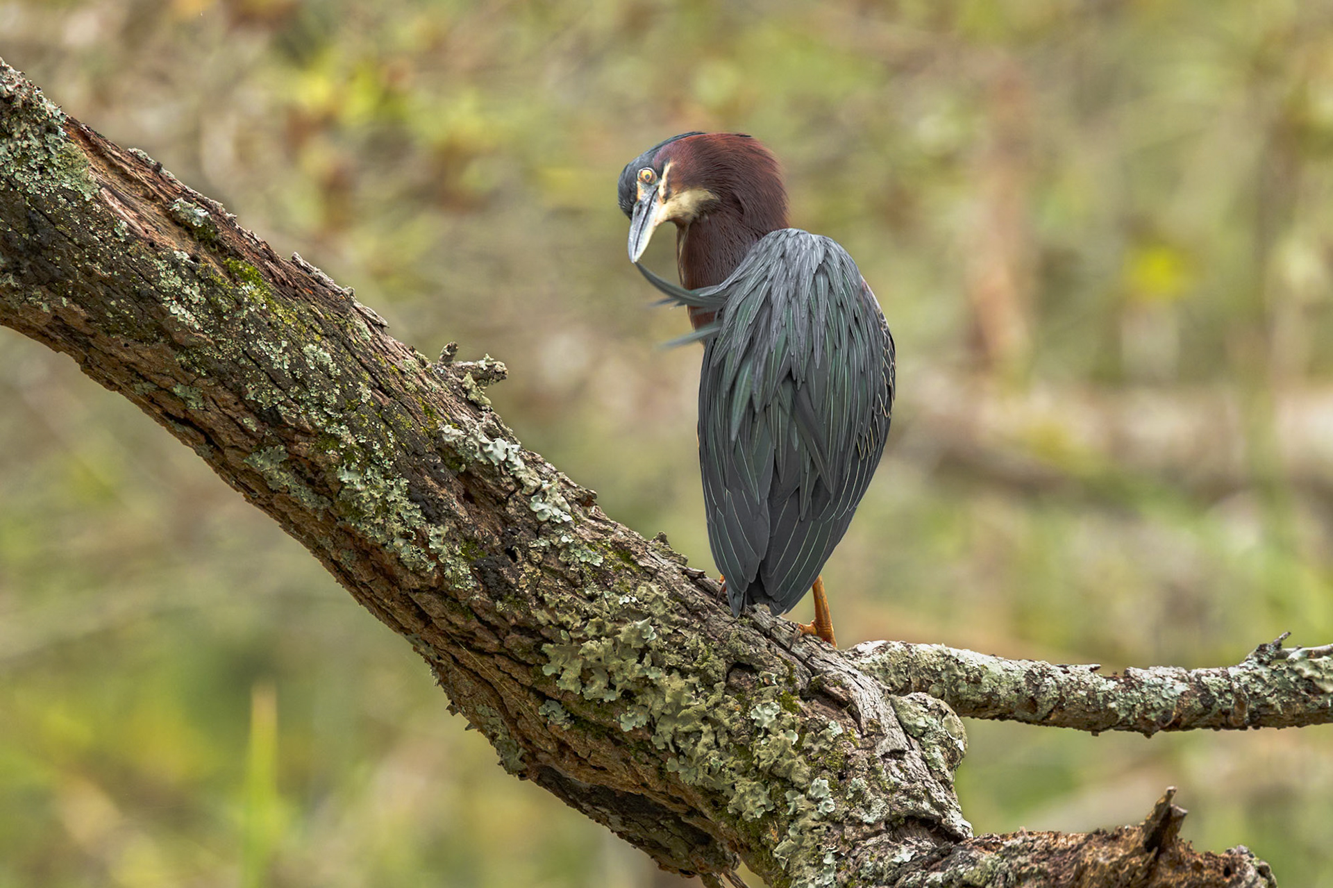 Green heron 13, Huntington Beach State Park, SC