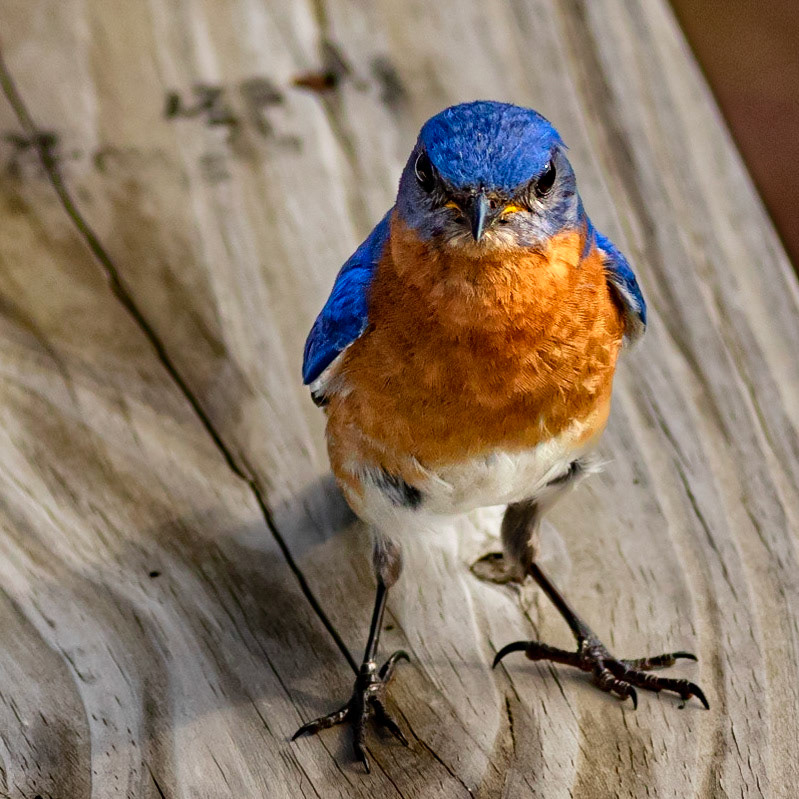 Male Eastern Bluebird, OIB