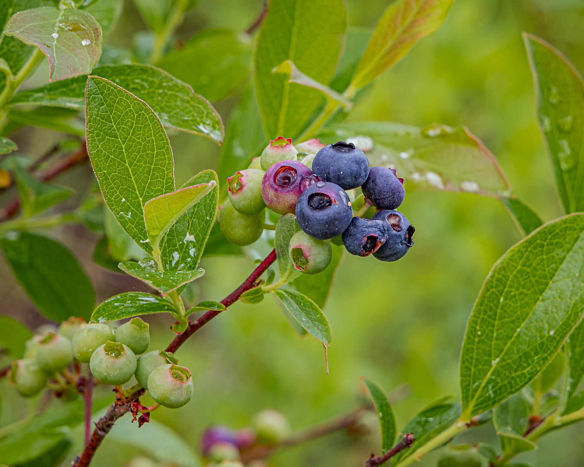 Blueberry 3, Green Swamp Preserve