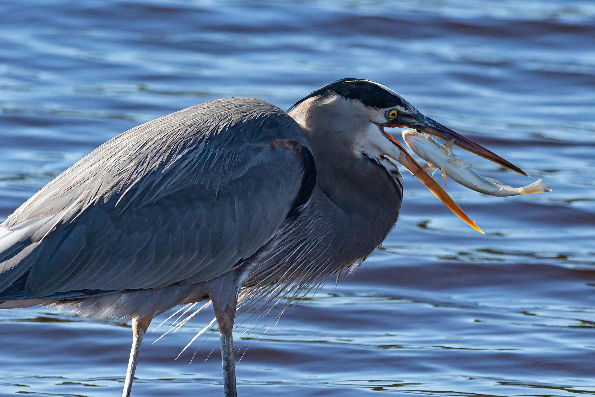 Great Blue Heron 26, Huntington Beach SC