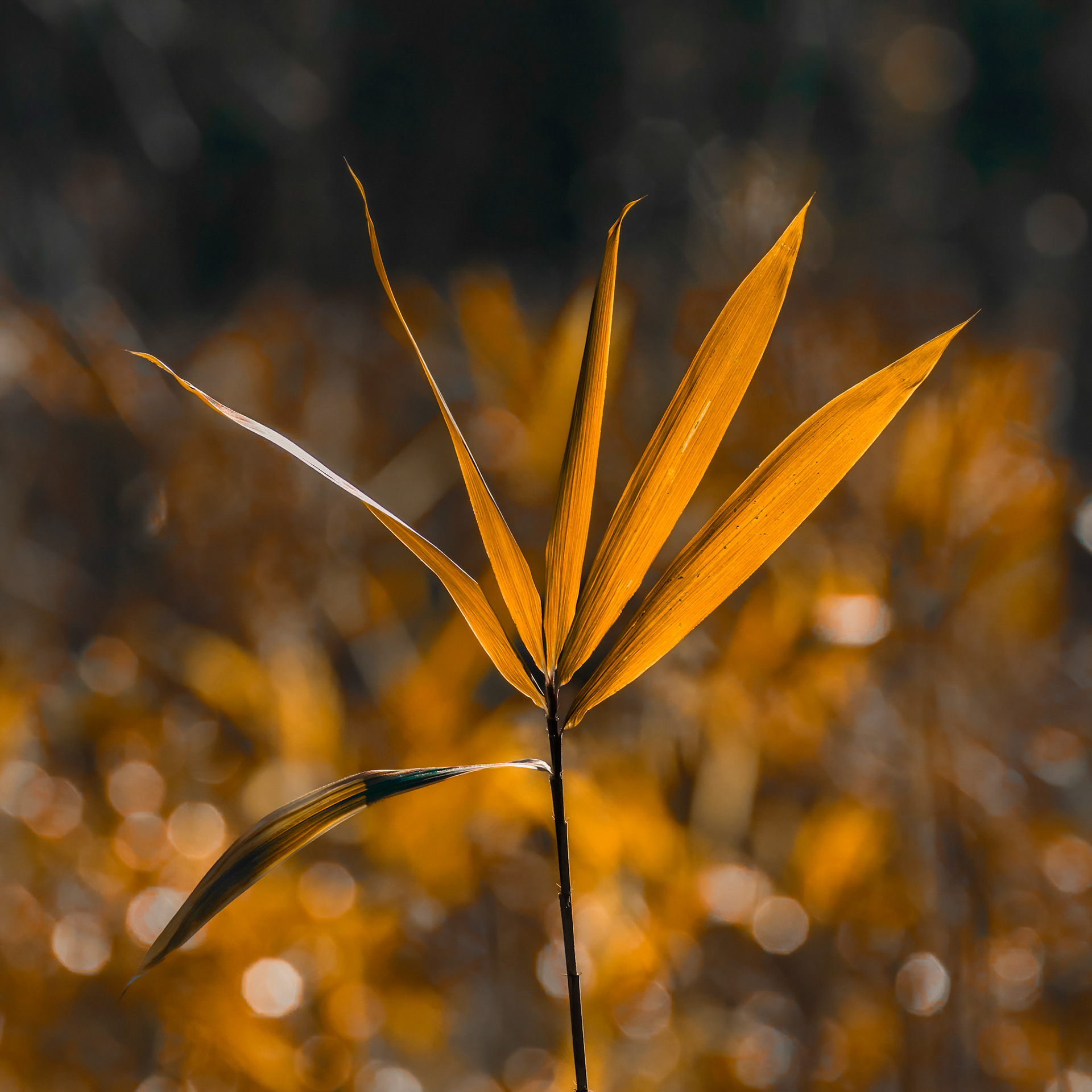 Switch cane 2, Green Swamp Preserve