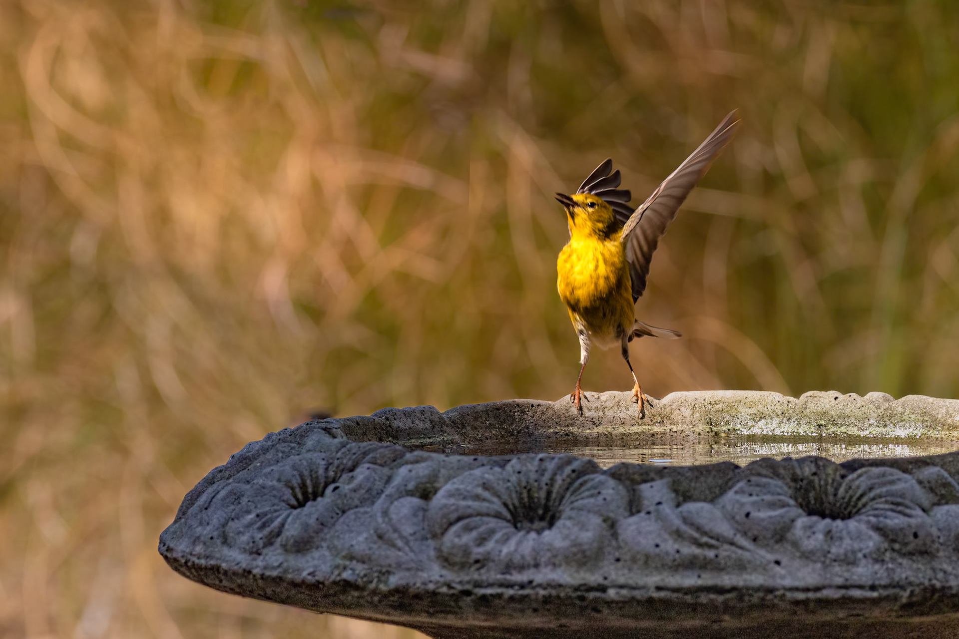 Pine warbler 2, Huntington Beach SC
