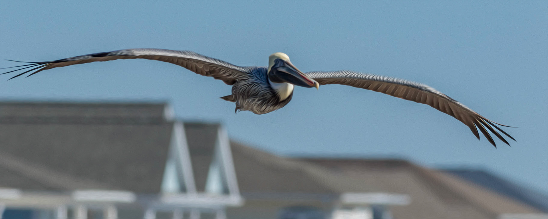 Oil paintiong 28, pelican, OIB east end
