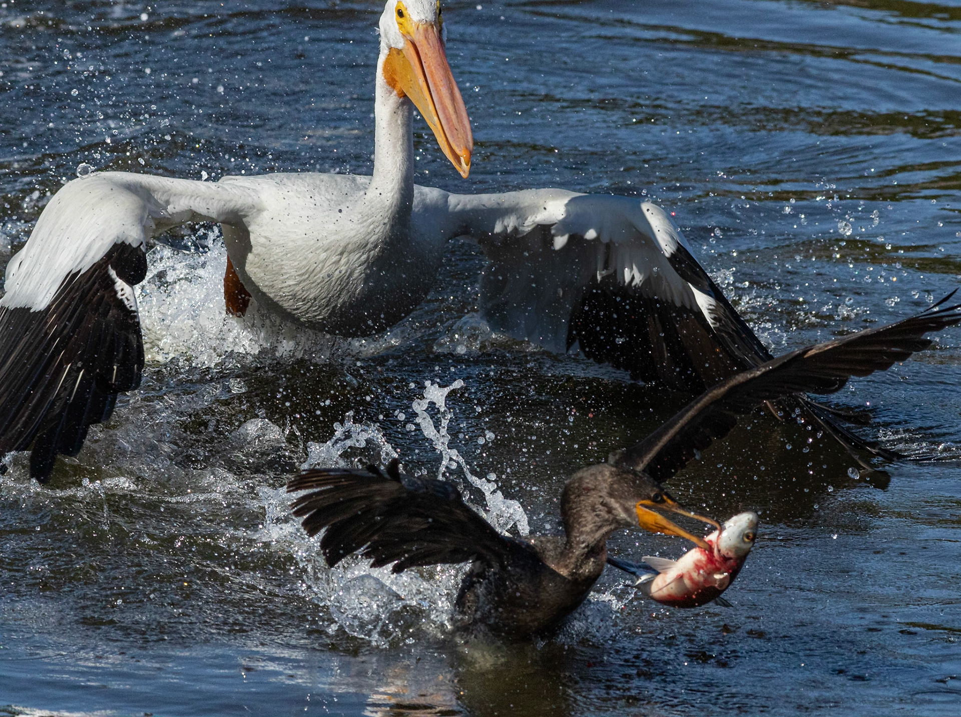 White peilcan versus comorant 3, Huntington Beach State Park, SC