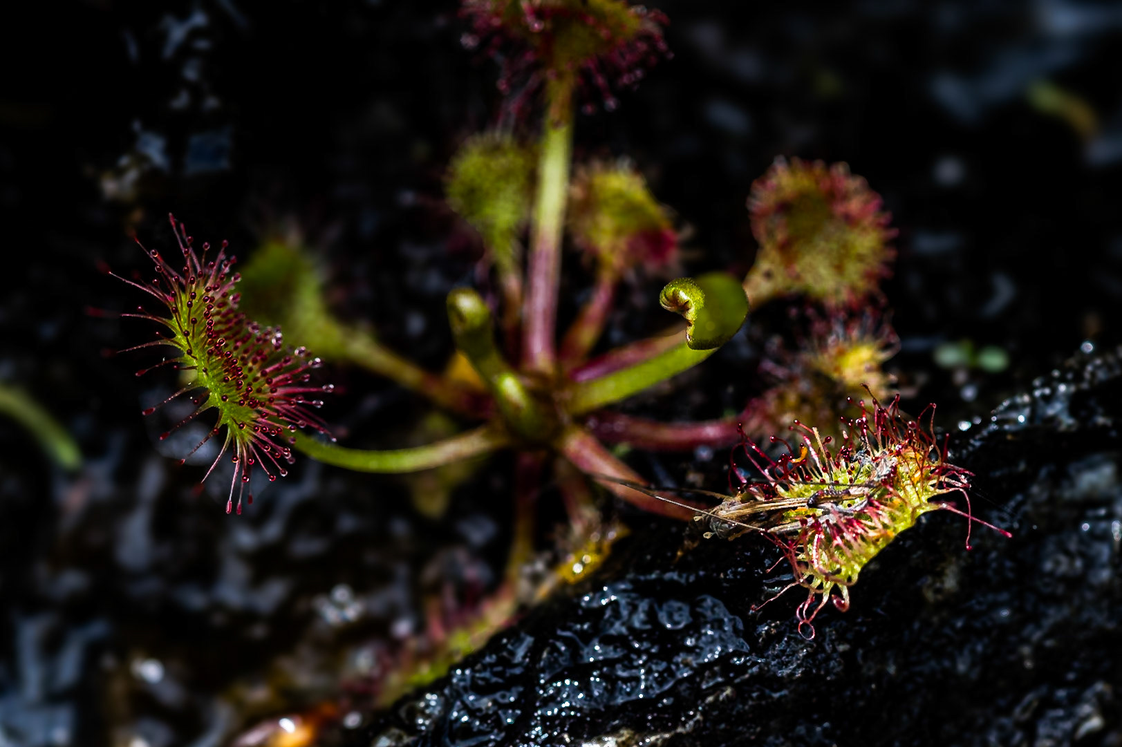 Sundew 2, BOg Wall at Wolf Mountain Overlook, BLue Ridge Parkway, NC