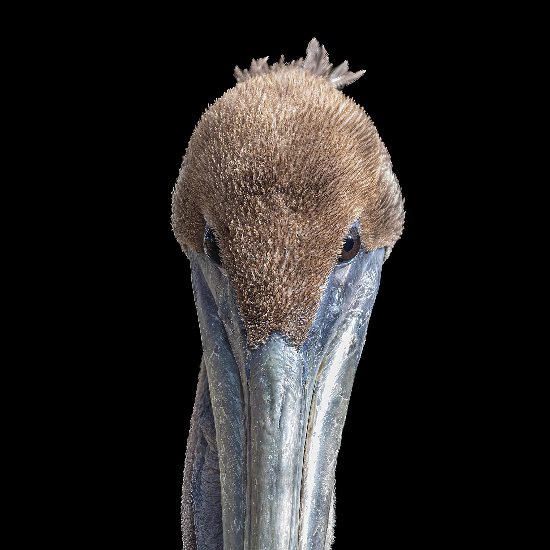 Pelican 6, Sea Biscuit Wildlife Shelter