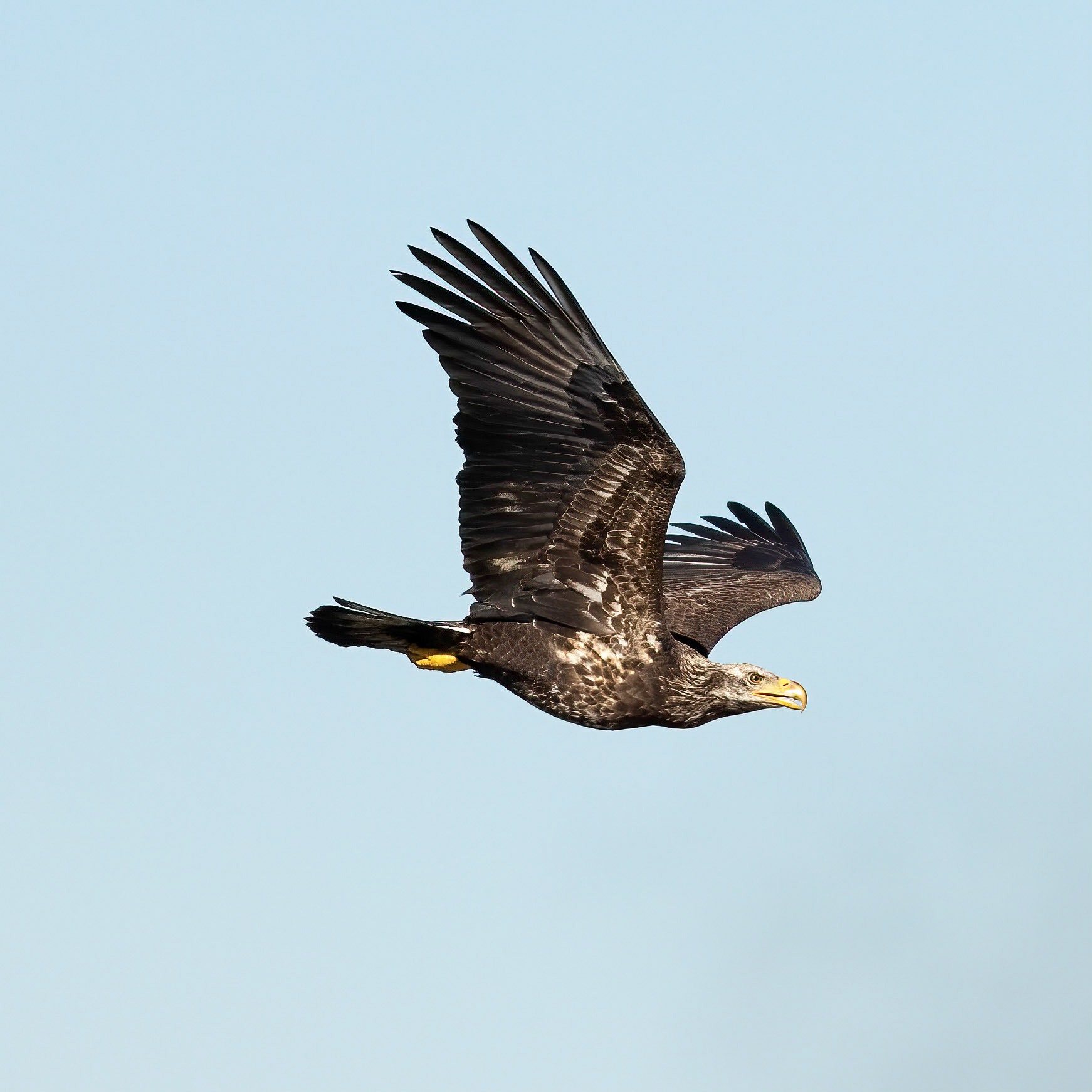 Bald eagle 10, Immature, Huntington Beach SC