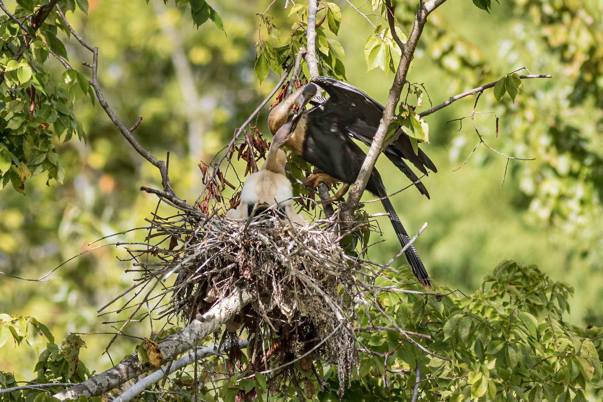 Anhinga nest 45, Sea Trail, Week of August 1, Nest 2