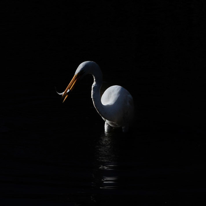 Low key great egret 13, Carl Bazemore bird platform, Sunset Beach, NC
