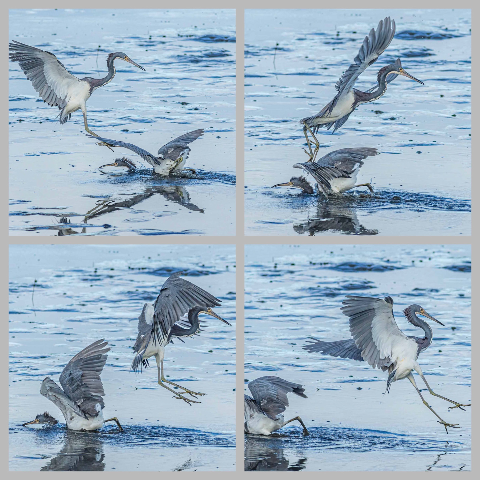 Tricolor heron crash landing 5, OIB gazebo behind chapel