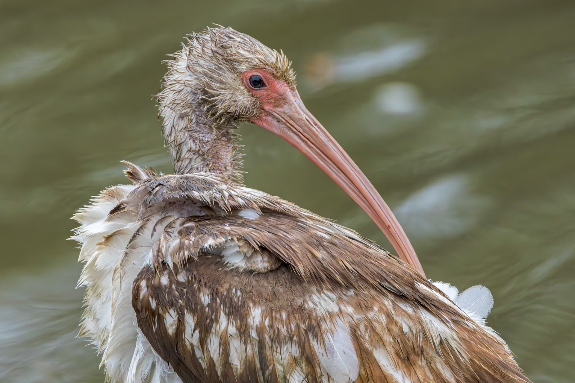 White ibis - immature 9, Magnolia Cemetery