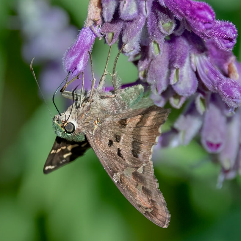 Long tailed skipper 8 on Mexican bush sage, New Hanover county Arboretum