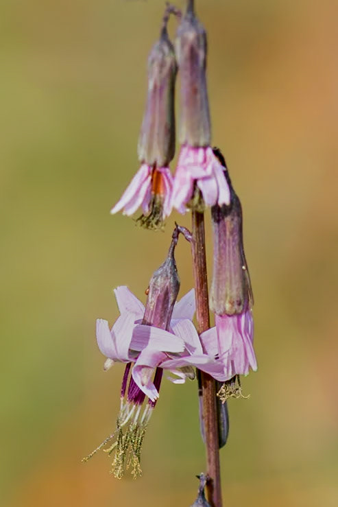 Rattlesnake root 1, Green Swamp Preserve