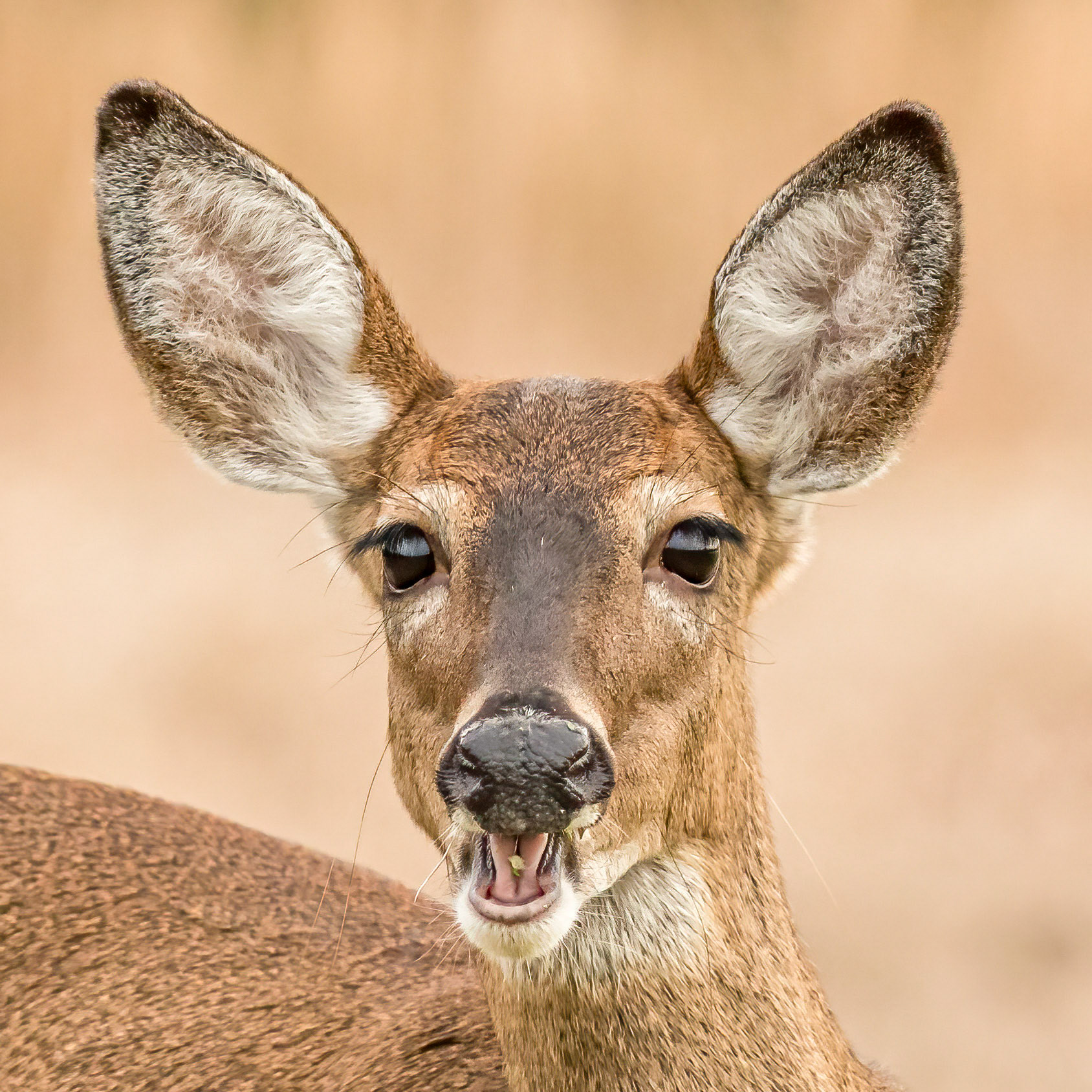 Deer 2, OIB E Fourth Street