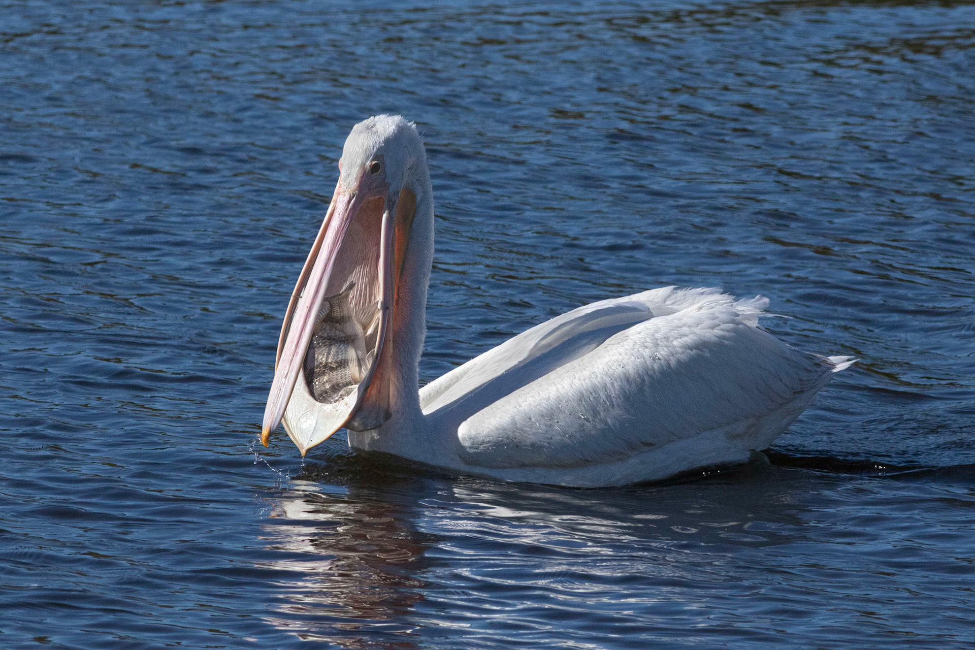 White pelicans 8, Huntington Beach SP, SC