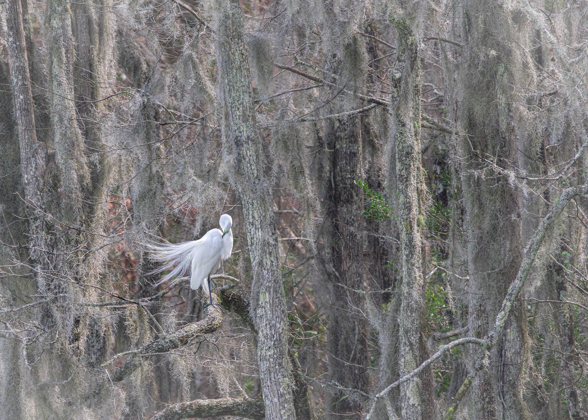 Great egret 67, Magnolia Plantation, Charleston, SC