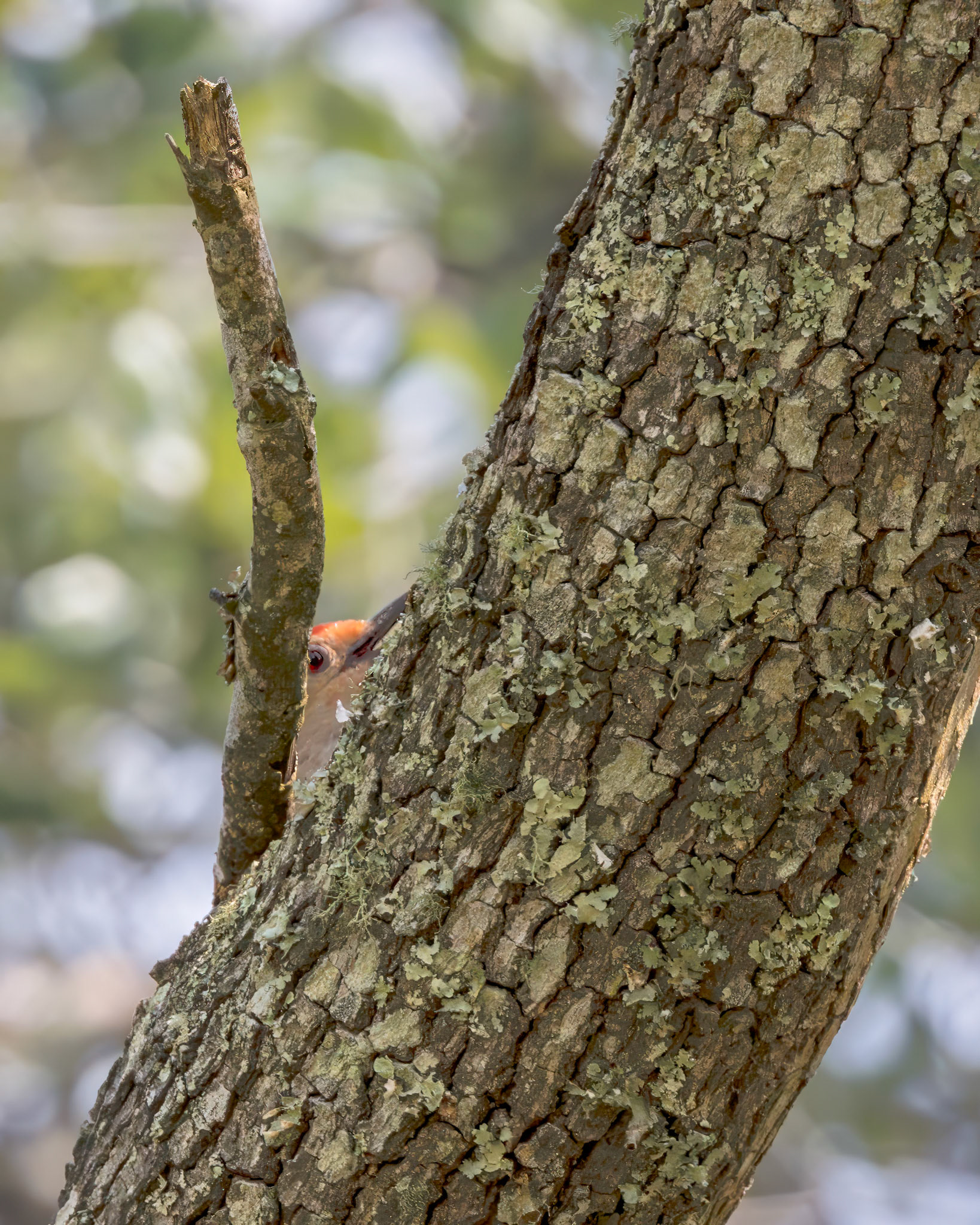 Red bellied woodpecker 3, Huntington Beach State Park, SC