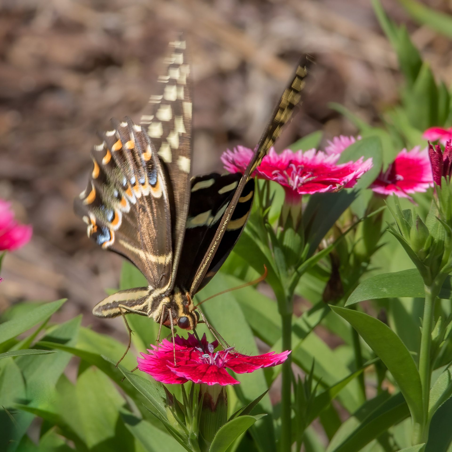 Palamedes swallowtail 4, Brunswick County Botanical Gardens