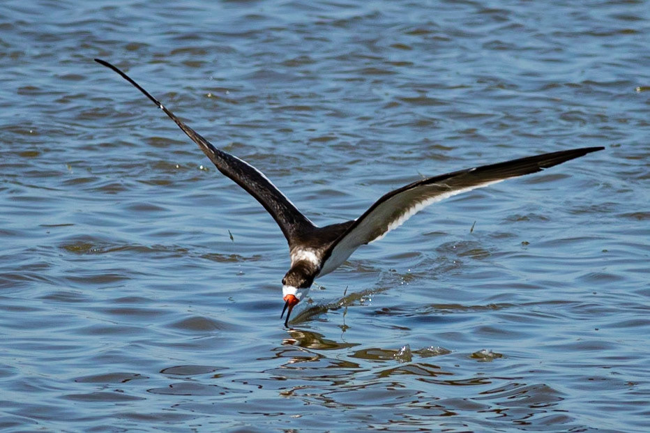 Black Skimmer 2, OIB ICW