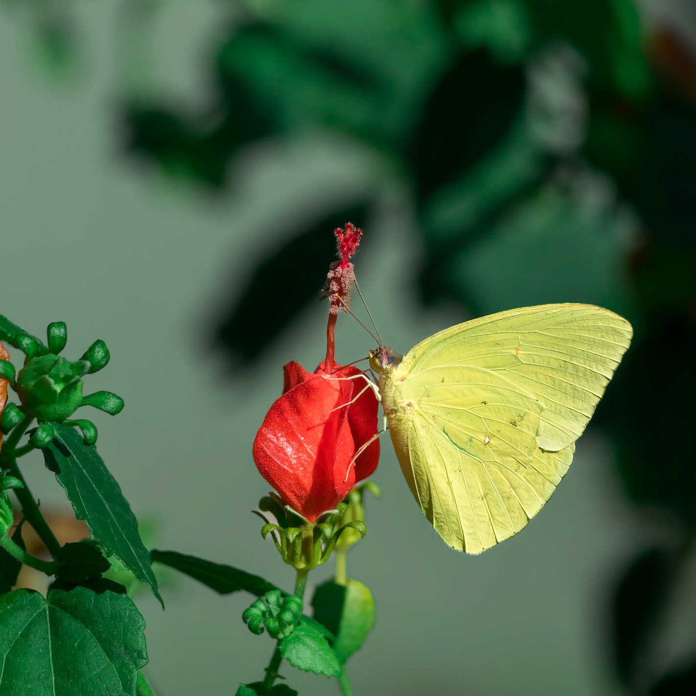 Cloudless sulfer on wax mallow 3, New Hanover County Arboretum