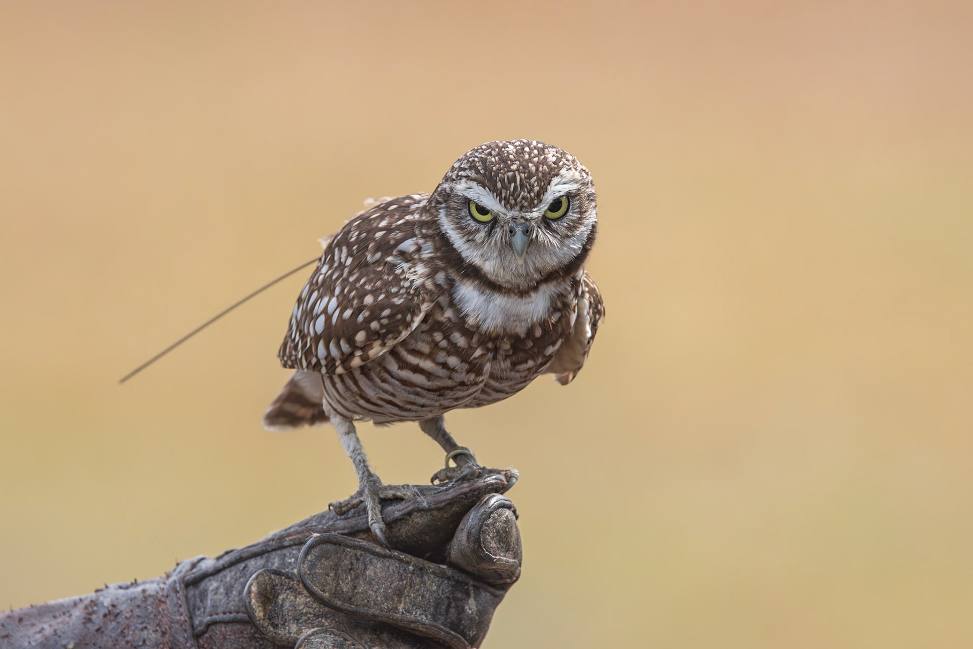 Burrowing owl 5, Center for Birds of Prey, Awendaw, SC