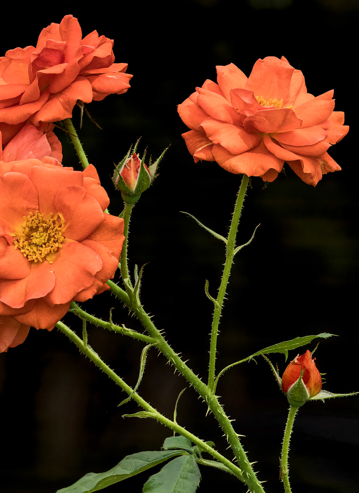 Tea Rose 4, Brunswick County Botanical Gardens