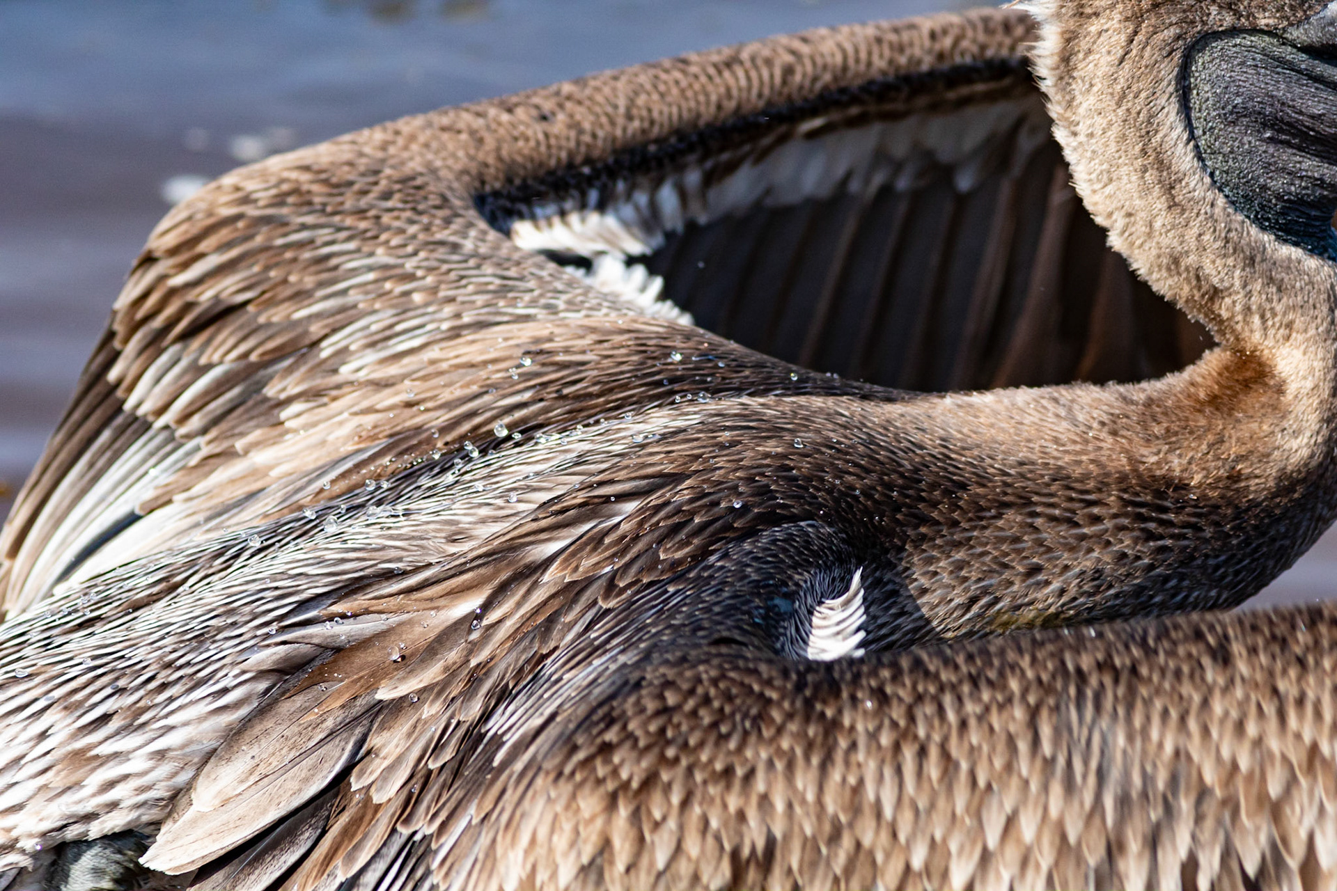 Pelicans 26, Huntington Beach State Park, SC