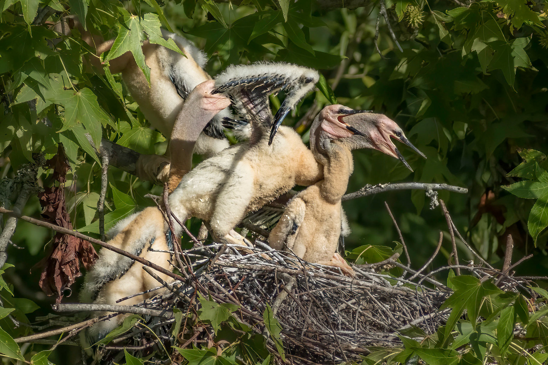 Anhinga nest 14, Sea Trail, Week of July 18, Nest 1