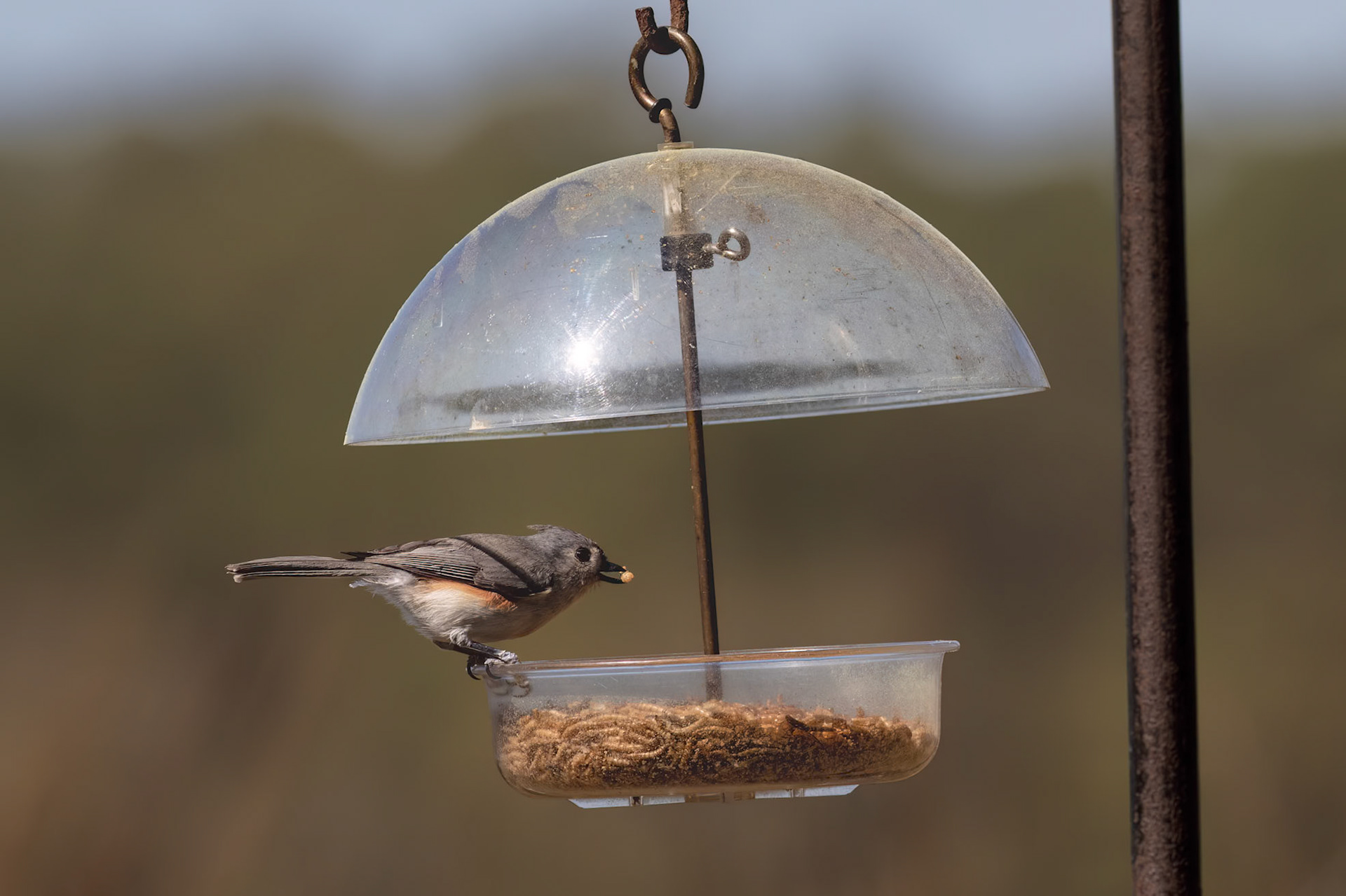 Tufted titmouse 1, Huntington Beach SC