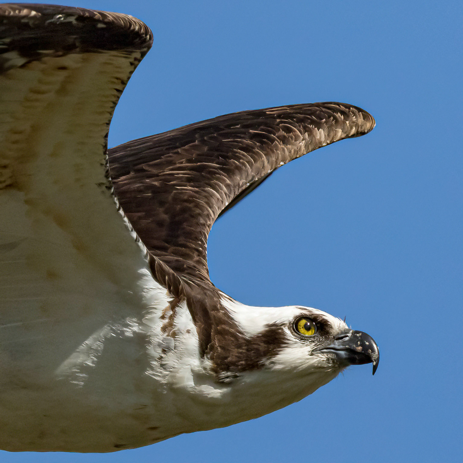 Osprey 77, platforms, Sea Trail