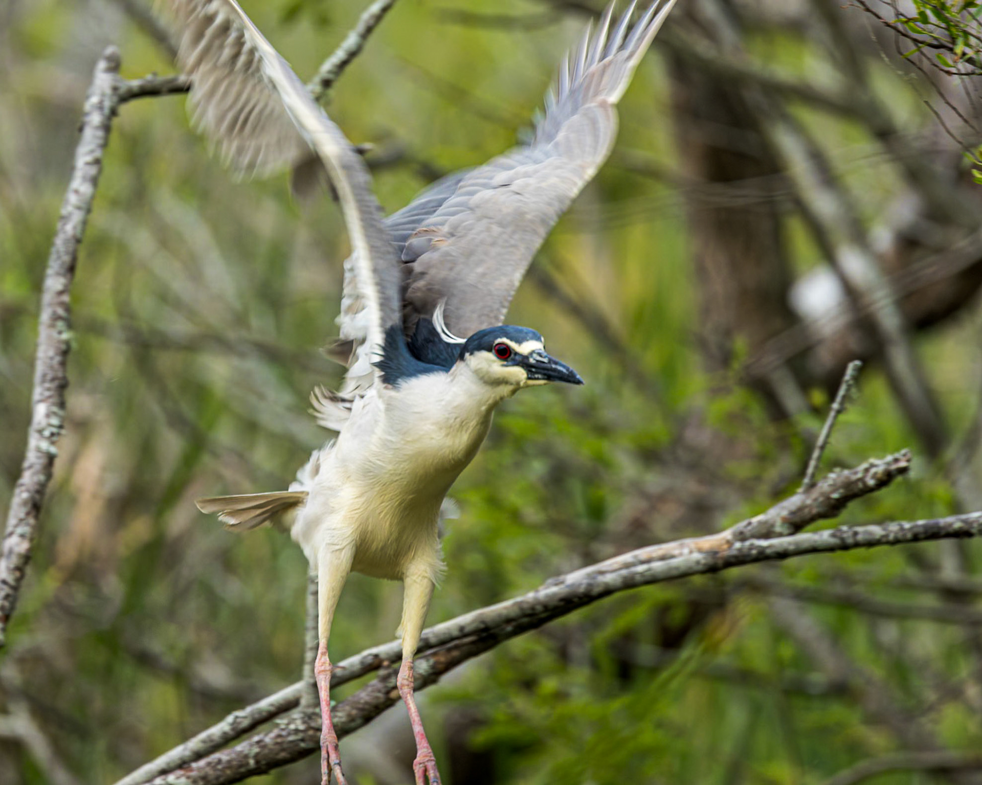 Black crowned night heron 8, Huntington Beach State Park, SC