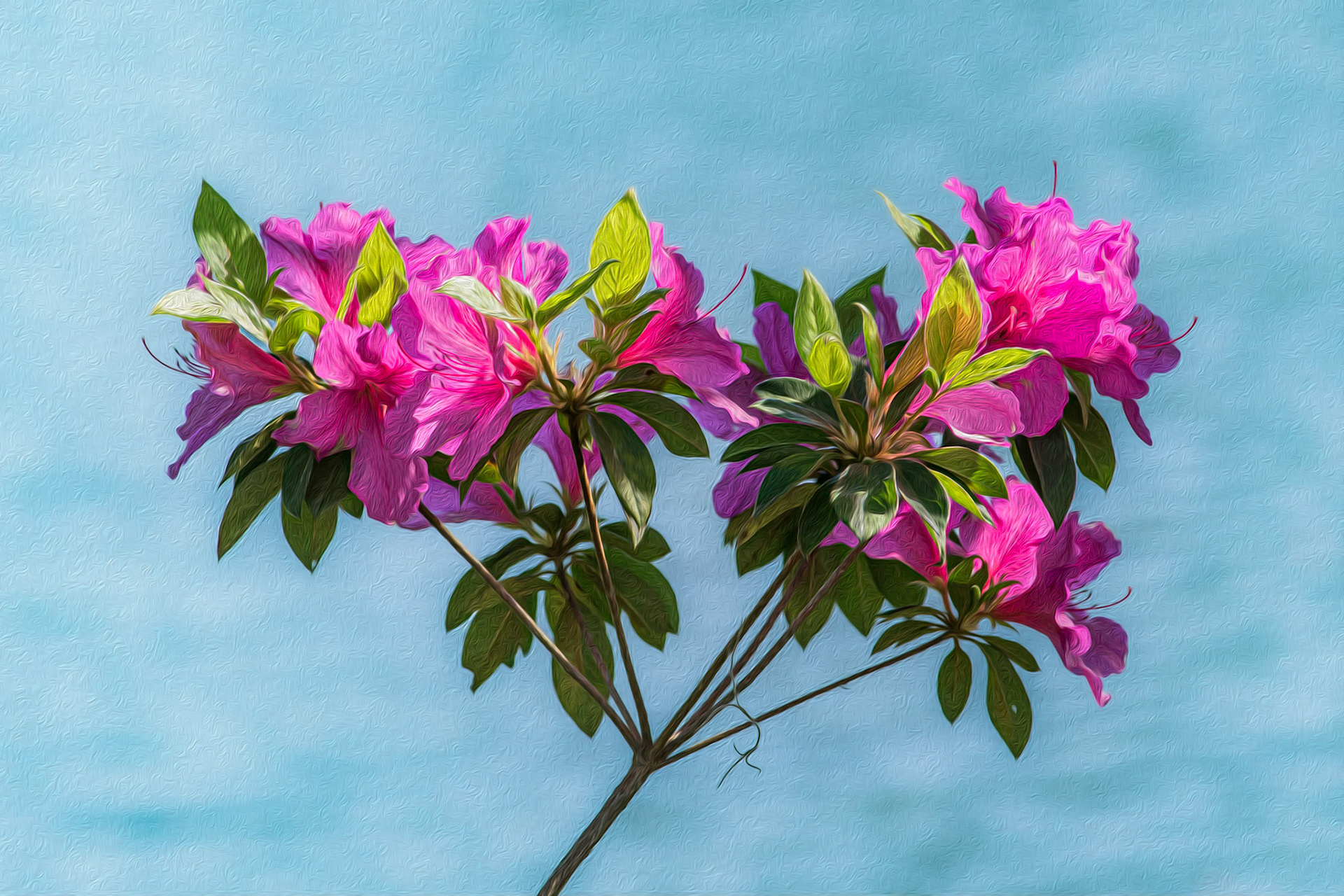 Azaleas 1, Airlie Gardens, Wilmington