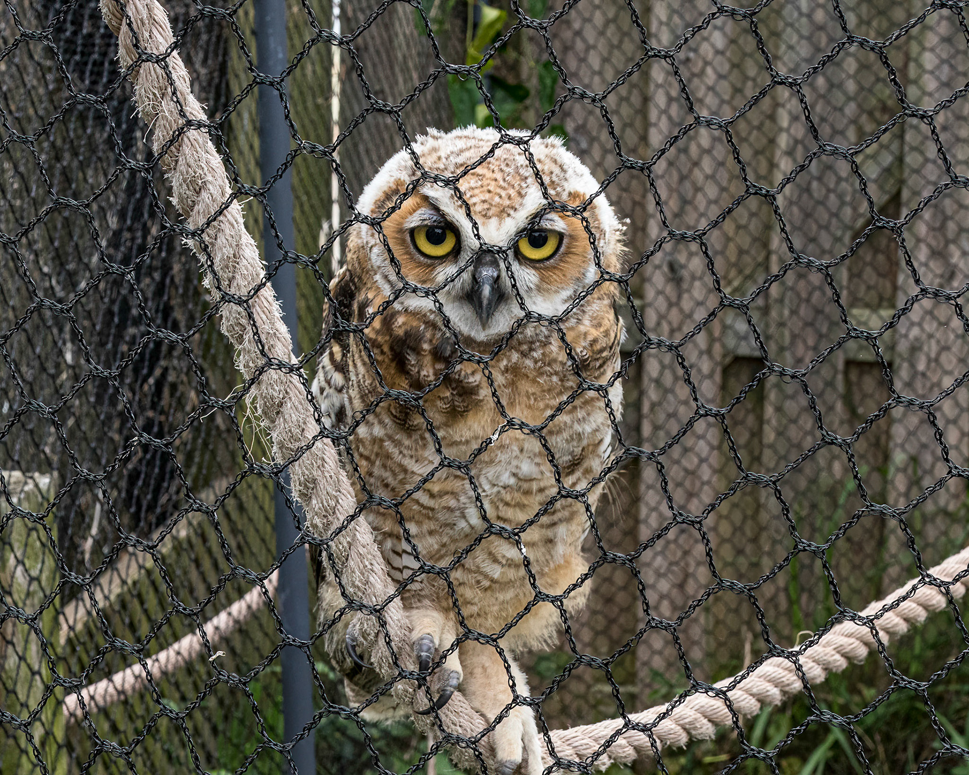Hootsie 1, Great Horned Owl Juvenile, Sea Biscuit Wildlife Shelter