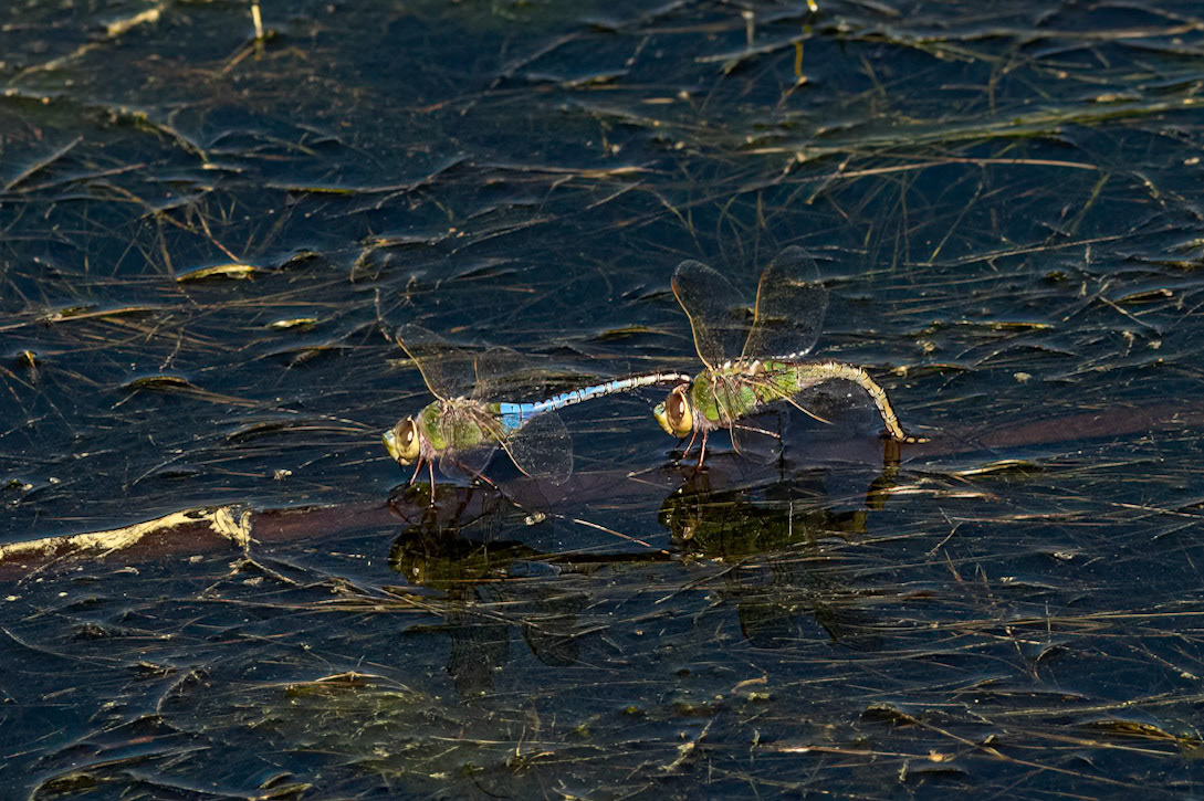 Blue dashers mating, Huntington Beach SC